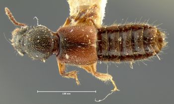 Media type: image;   Entomology 6529 Aspect: habitus dorsal view